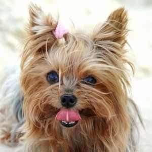 Meet your Posher, Monique